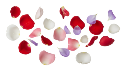 A collection of rose petals in various colors scattered on a white background