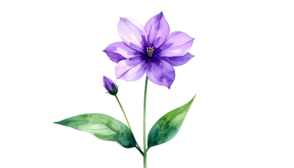 Watercolor illustration of a purple flower with buds and green leaves on a black backdrop