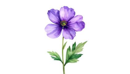 Watercolor rendering of a single purple flower with green leaves and stem against black