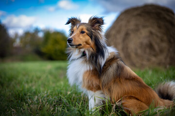 Owczarek szetlandzki odpoczywający po zabawie.