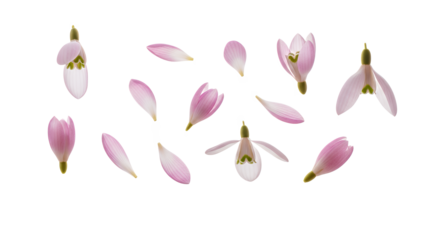 A serene arrangement of flower petals on a white background, showcasing delicate beauty