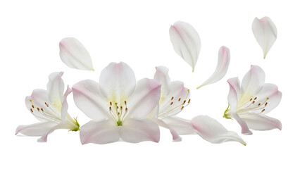 Obraz premium A serene arrangement of flowers in full bloom against a soft white background