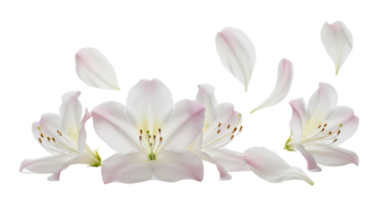 A serene arrangement of flowers in full bloom against a soft white background