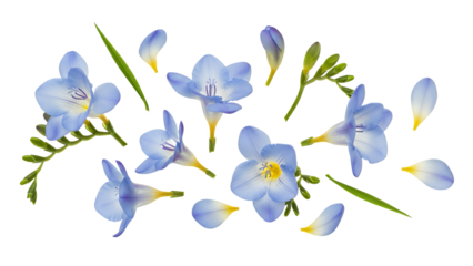 A serene arrangement of blue flowers on a white background