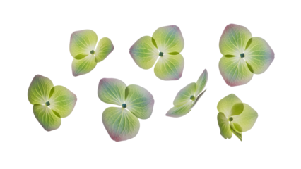 A collection of pansy flowers displayed against a white background