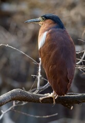 Purple heron