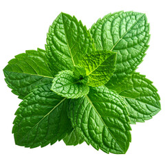 Close-up of vibrant green mint leaves, textured, isolated on a black background