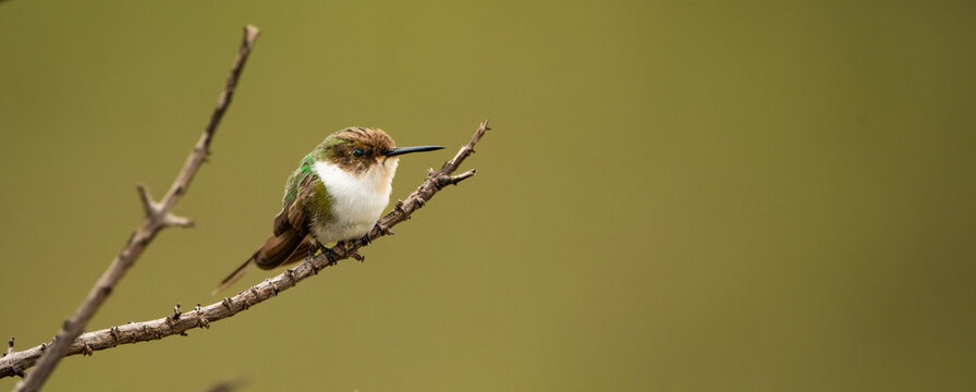 Volcano hummingbird (Selasphorus flammula) in natural habitat - chilling in a branch
