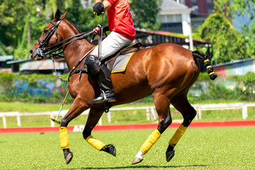 Polo player is using polo mallet hit polo balls during the match.