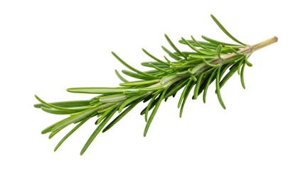 Fototapeta premium Fresh Rosemary Sprig Isolated on White Background.