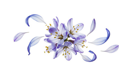 A serene lavender flower blooming in a lush garden, viewed from directly above, showcasing its delicate petals and vibrant colors.