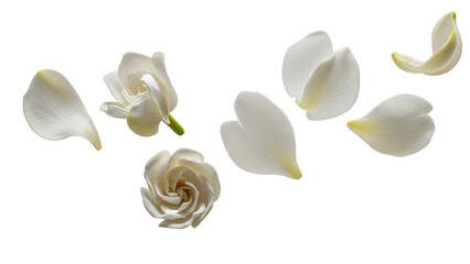 A delicate white camellia flower falls apart, its petals scattering gently against a pristine white background, captured from a straightforward viewpoint.
