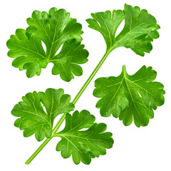 Vivid close-up of fresh, vibrant green parsley sprigs against a stark black background