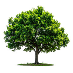 A vibrant leafy tree with a brown trunk and intricate branches set against a black backdrop