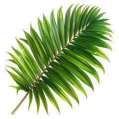 A detailed, isolated image of a palm leaf, radiating from a central stem