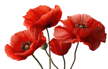 Close-up of vibrant red poppies