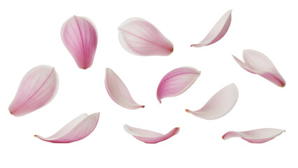 Scattered magnolia flower petals floating in the air against a white background viewed from directly above