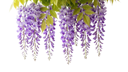 Vibrant purple wisteria flowers blooming in lush clusters.