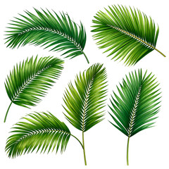 Obraz premium Close-up of several detailed, vibrant, green palm leaves arranged on a black background