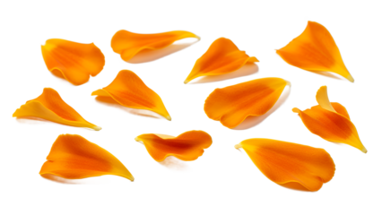 A collection of orange peony petals scattered on a white background