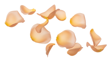 A close-up view of delicate flower petals scattered on a white surface.