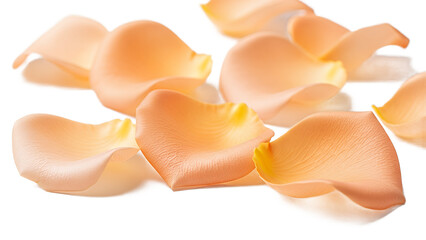 Soft peach rose petals scattered on a white background