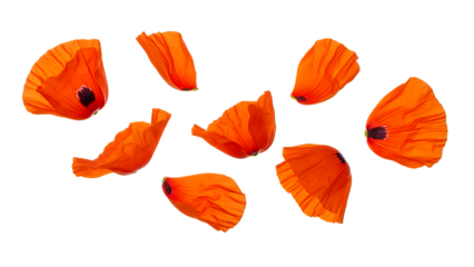 Orange flower petals scattered on a white background