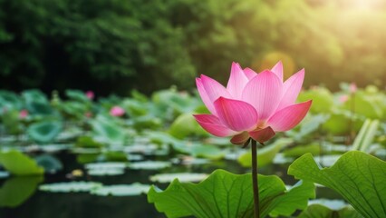 Beautiful pink lotus flower in full bloom near the pond