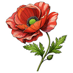 Red Poppy Flower with Green Leaves and Stem Botanical Illustration