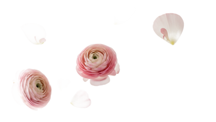 Delicate pink ranunculus flowers floating gently in mid-air against a soft white background