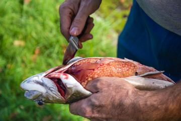 Salvelinus trout (char), Dolly Varden or bull trout, during the cleaning process.How to Extract Roe Female