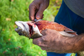 Salvelinus trout (char), Dolly Varden or bull trout, during the cleaning process.How to Extract Roe Female