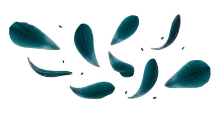 Fototapeta premium A close-up of dark blue flower petals floating in the air against a white background