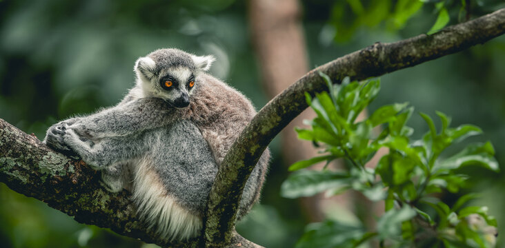 Lemur sitting on tree branch, close up portrait , Lemuroidea