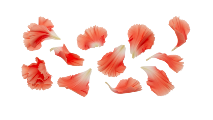 A beautiful floral arrangement of delicate flower petals scattered on a pristine white background from a close-up viewpoint