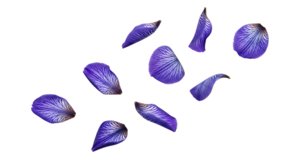 Scattered purple iris petals floating in air against a white background viewed from directly above