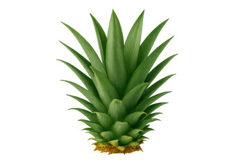 Green pineapple crown leaves with transparent background