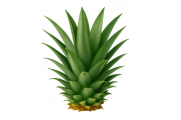 Green pineapple crown leaves with transparent background