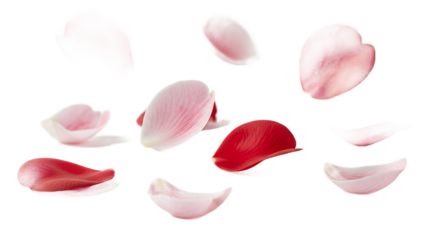 Soft pink and red rose petals falling gently through the air, isolated on a clean white background