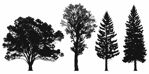 Fototapeta premium Silhouettes of diverse trees oak fir and pine against a white background