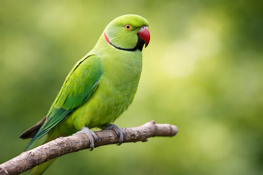 Close-up of a vibrant green Indian Ringneck parrot with a red beak perched on a natural tree branch against a soft bokeh background.