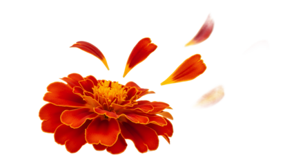 A vibrant marigold flower shedding petals against a white background