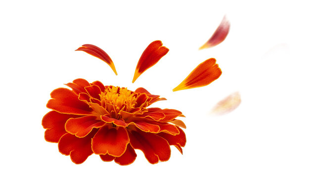 A vibrant marigold flower shedding petals against a white background
