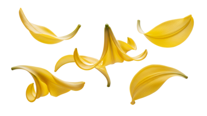 Floating yellow lily flower petals in a serene atmosphere