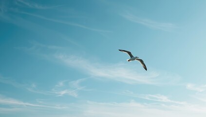 Single gull soaring under a blue sky, suitable as a background for text or layout, World Bird Day