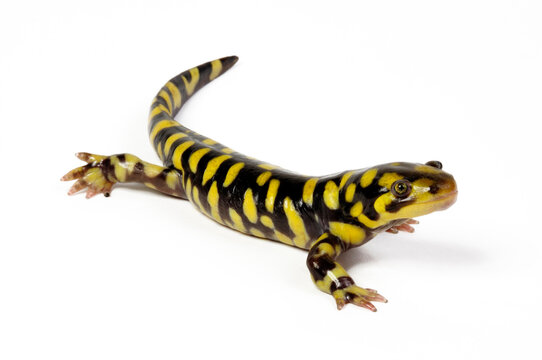Barred tiger salamander, Western tiger salamander // Westlicher Tigersalamander (Ambystoma mavortium) 