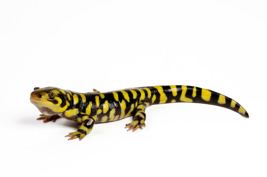Barred tiger salamander, Western tiger salamander // Westlicher Tigersalamander (Ambystoma mavortium) 