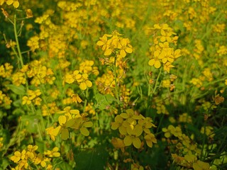 Vibrant yellow mustard flowers blooming beautifully in a lush green agricultural field