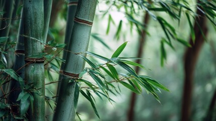 Bamboo grows tall and straight in a vibrant forest area with sun filtering through the leaves. The fresh green color of the plants creates a lively atmosphere.