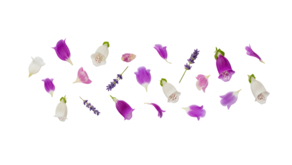 A collection of flower petals and lavender buds arranged on a white background
